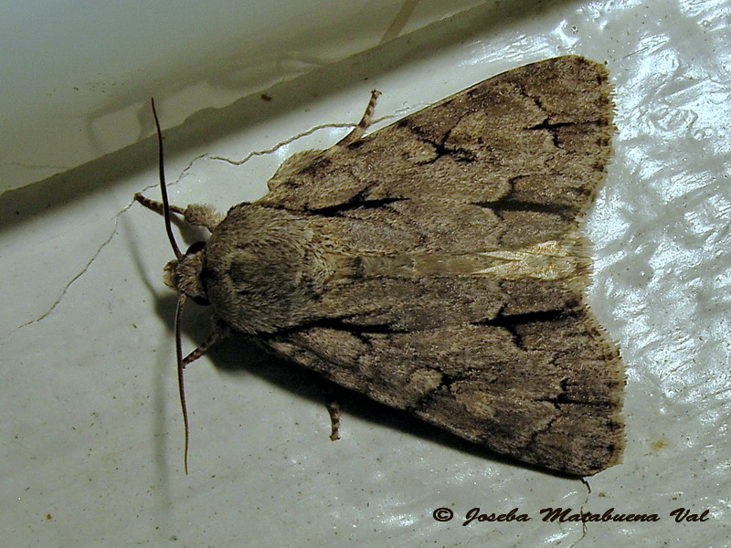 Acronicta tridens? Acronicta sp., Noctuidae